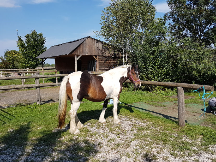 Tinkerstute Mary