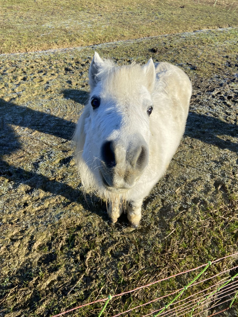 Reittherapie mit Mary